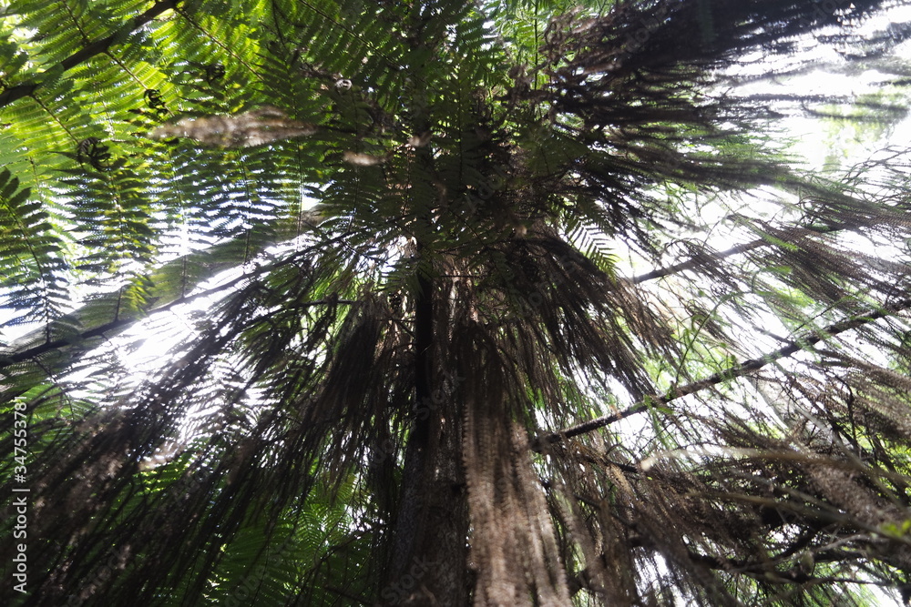 Fototapeta premium Rainforest tropical vegetation