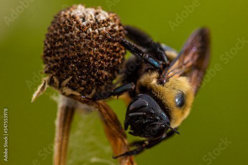 Bumble Bee on a flower © mustafa