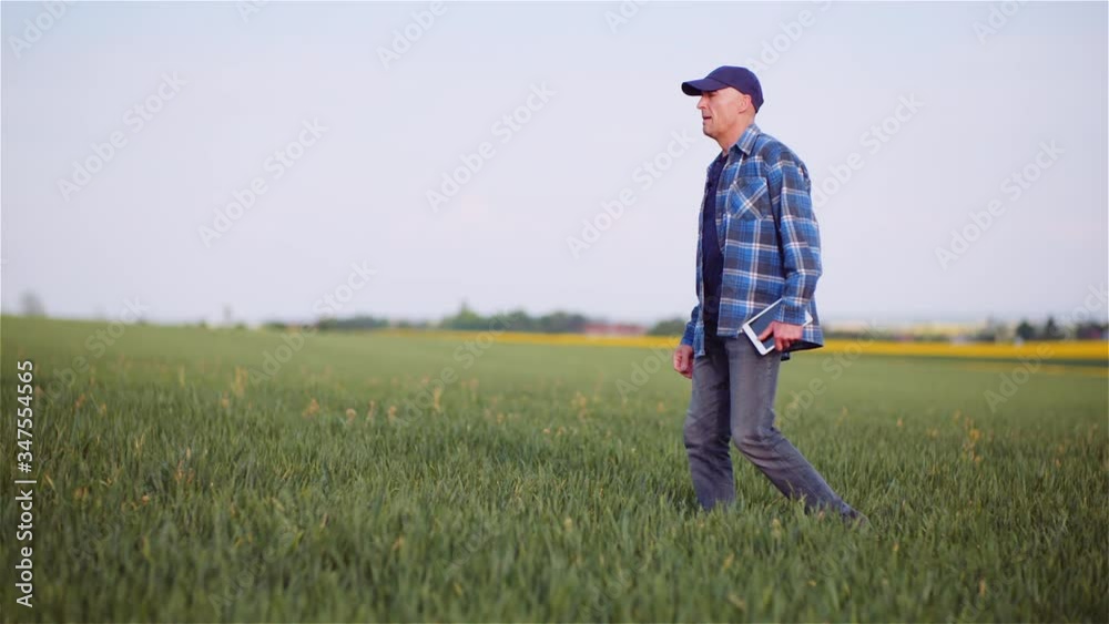 Agriculture Farmer Walking on Agricultural Young Wheat Field. Agriculture Farmer Walking on Agricultural Young Wheat Field.
