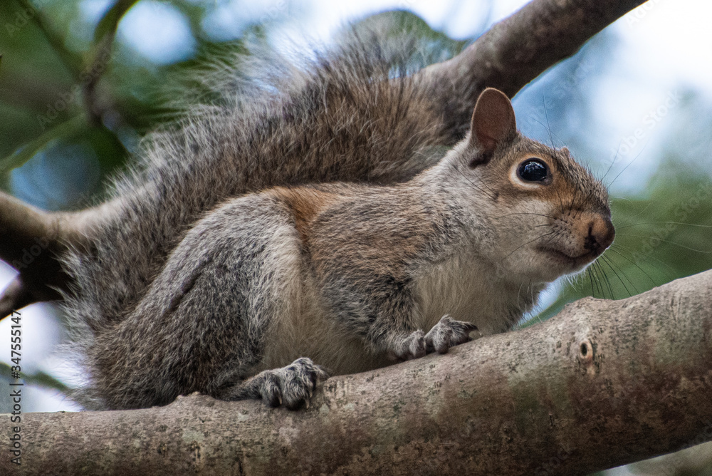 Grey squirrel