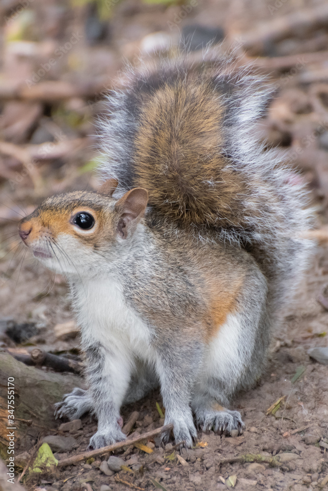 Obraz premium Grey squirrel