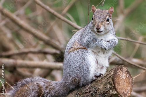 Grey squirrel