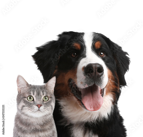Cute cat and dog on white background. Fluffy friends