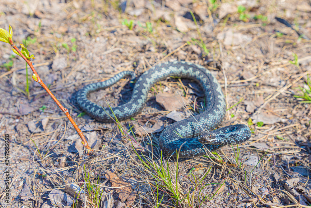 Grey viper or adder venomous snake in attacking or defencive pose rolled in knit on brown spring soil or ground pathway among old leaves, grass and branches Grey viper or adder venomous snake in attacking or defencive pose rolled in knit on brown spring soil or ground pathway among old leaves, grass and branches