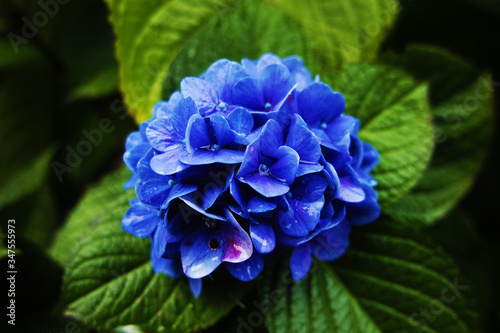 Blue wet flower