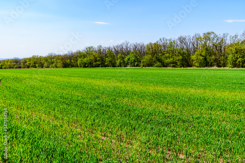 View on field with the young green wheat