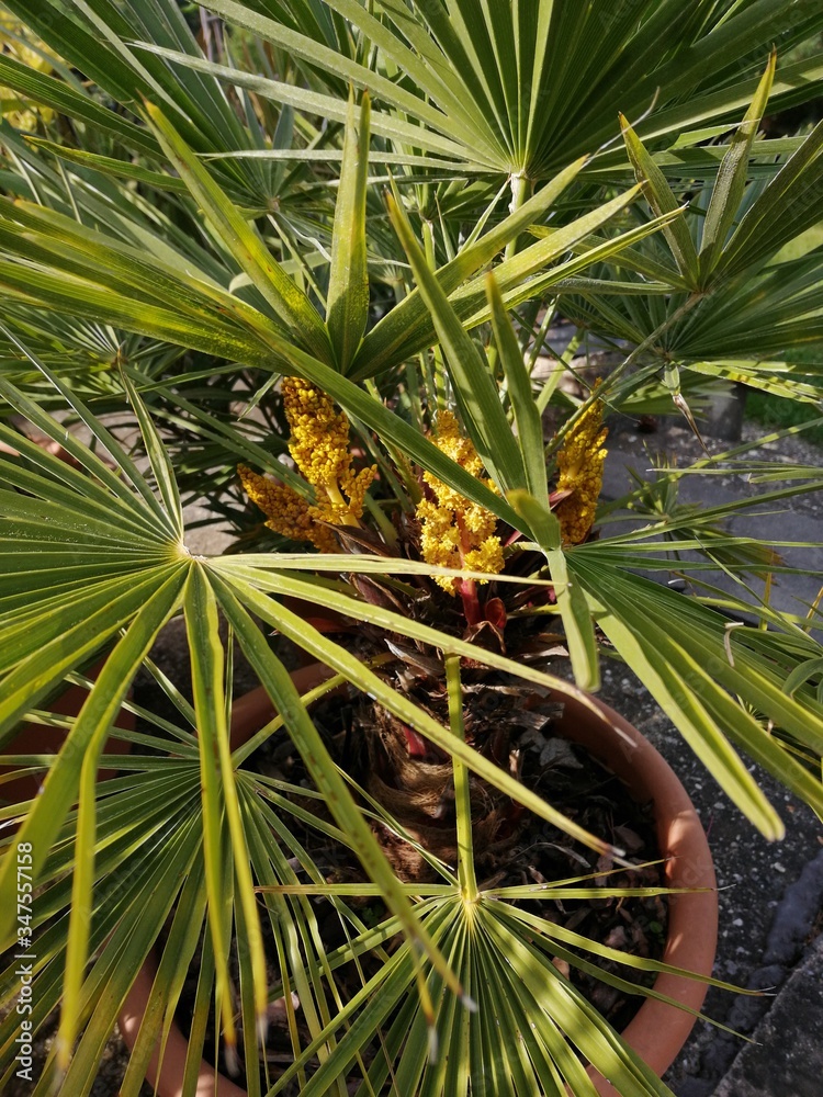 Obraz premium palm pot-tree blooming
