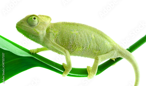 Small green Chameleon clinging to a bamboo branch