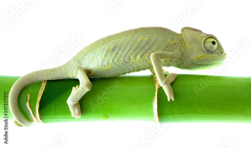 Small green Chameleon clinging to a bamboo branch