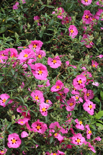  Cistus purpureus flowers. Blossom of  orchid rockrose in the garden. photo