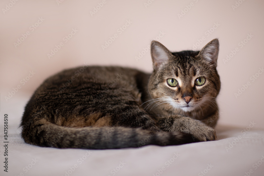 Fototapeta premium Portrait of a reclining brown cat