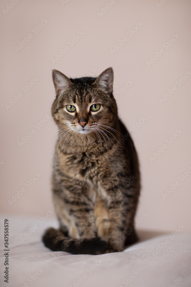 Obraz premium Brown cat sitting