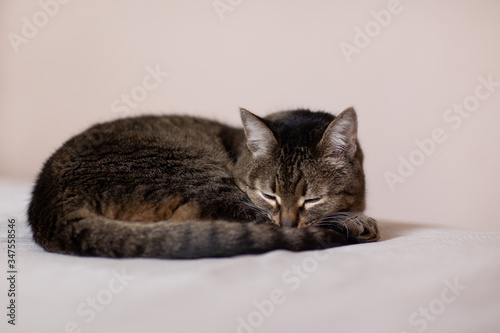 cat lying on the bed and sleep