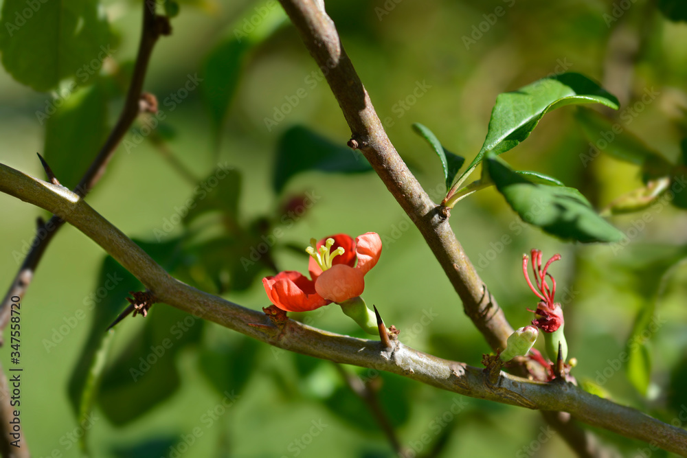 Japanese Flowering Quince