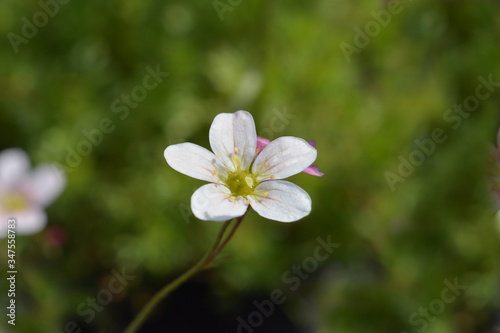 Saxifrage flower