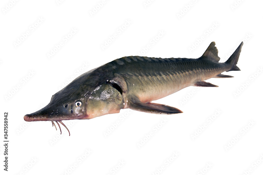 Fototapeta premium Sturgeon fish isolated on a white backgrounde. Left view. Fresh fish