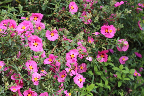 Cistus purpureus flowers. Blossom of  orchid rockrose in the garden.