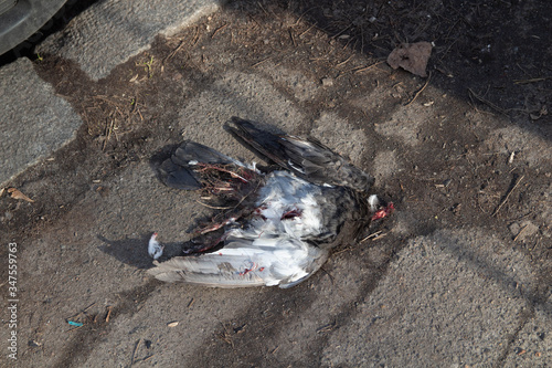 dead pigeon with bloody beak lies on cold asphalt road on street after accident under bright sunshine. Concept animal death environment