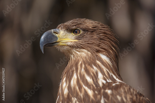 Portrait of brown head sea-eagle  haliaeetus leucogaster   close up of wild bird