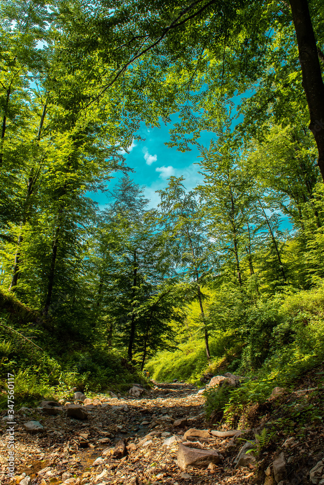 Obraz premium forest in the morning