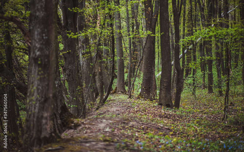 Obraz premium trees in the forest beautiful scenery