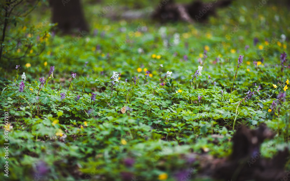 beautiful flowers in nature beautiful nature beautiful flowers in nature beautiful nature