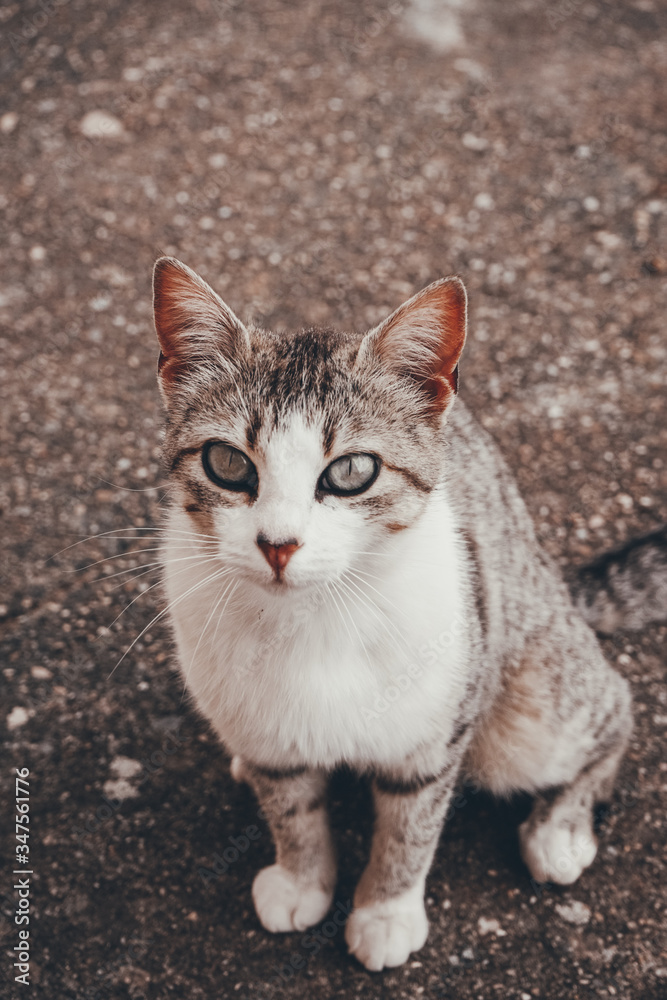 Amazing and beautiful cat outdoors