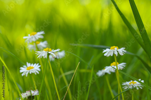 Spring flowers, small daisies in the grass, swaying in the wind. shallow depth of field, blurred background. Beautiful, delicate flowers.