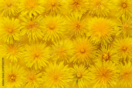 Yellow dandelion flowers on yellow background. Alternative medicine concept. Flat lay.