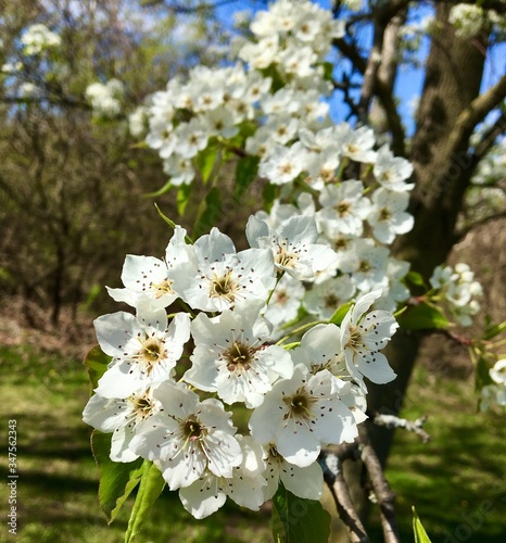 white blossoms of pear tree in park