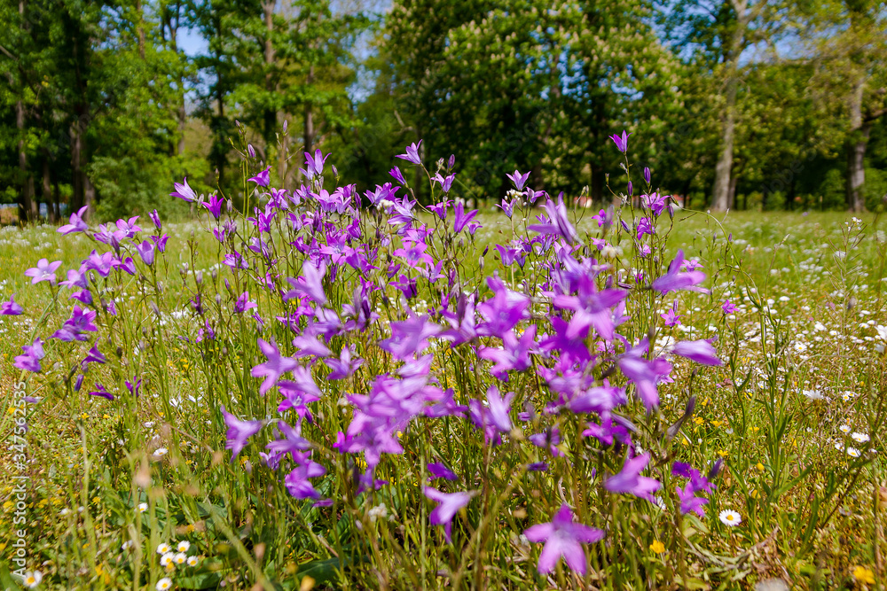 violet flowers violet flowers