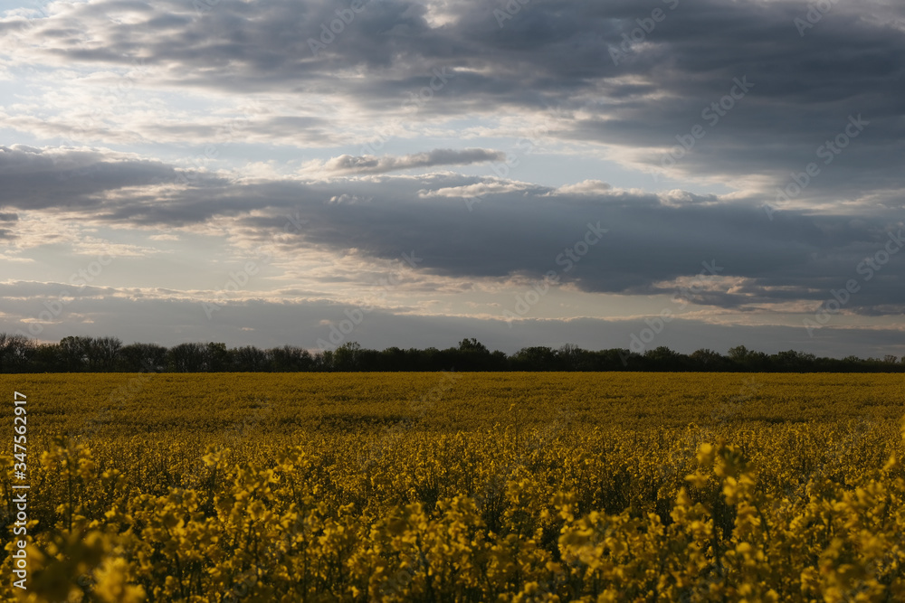 field, sky, landscape, nature, yellow, agriculture, meadow, summer, spring, blue, farm, grass, green, rural, cloud, sun, flower, clouds, canola, sunset, flowers, countryside, plant, horizon, rapeseed