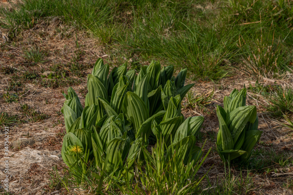 Fresh green leafs from mountains flower in spring sunny day Fresh green leafs from mountains flower in spring sunny day