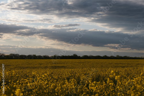 field, sky, landscape, nature, yellow, agriculture, meadow, summer, spring, blue, farm, grass, green, rural, cloud, sun, flower, clouds, canola, sunset, flowers, countryside, plant, horizon, rapeseed