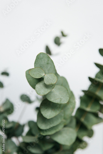 Macro photograph of an eucalyptus plant