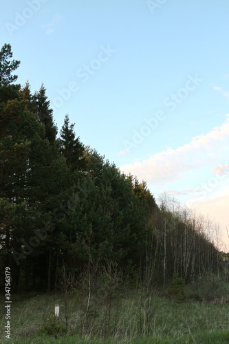 spruce trees in spring village