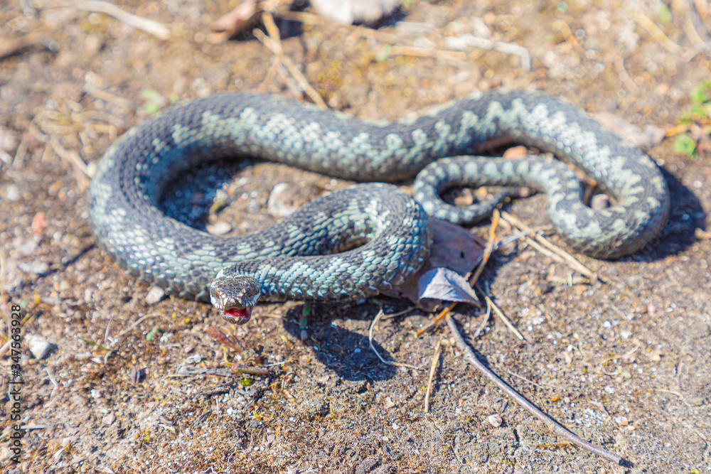 Fototapeta premium Grey viper or adder venomous snake in attacking or defencive pose rolled in knit on brown spring soil or ground pathway among old leaves, grass and branches