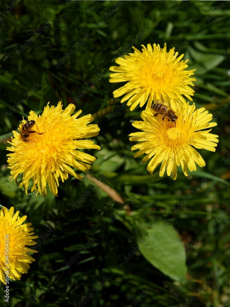 dandelions yellow flowers on meadow at spring dandelions yellow flowers on meadow at spring