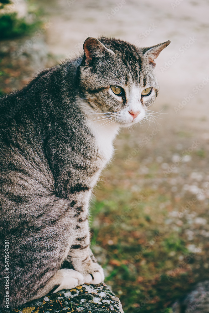 Amazing and beautiful cat outdoors Amazing and beautiful cat outdoors