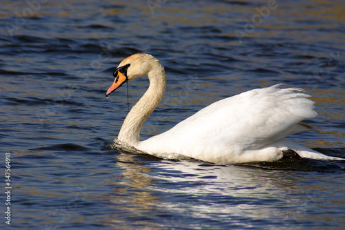 
Mute swan on the lake