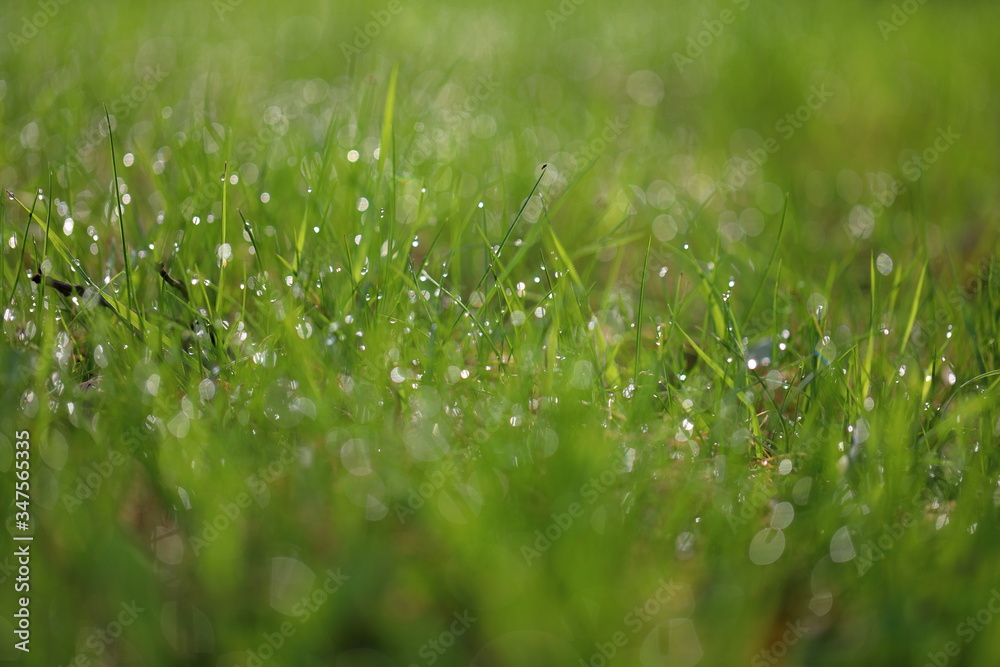 A drop of dew on the grass. Green grassy background with bokeh from dew. Eco friendly landscape A drop of dew on the grass. Green grassy background with bokeh from dew. Eco friendly landscape