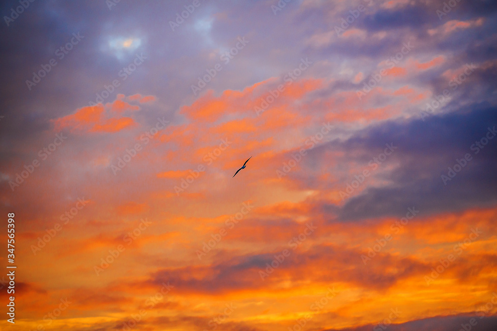 Beautiful sunset sky over the sea. The bird flies in a beautiful colorful sunset sky with clouds colored in orange and blue light.