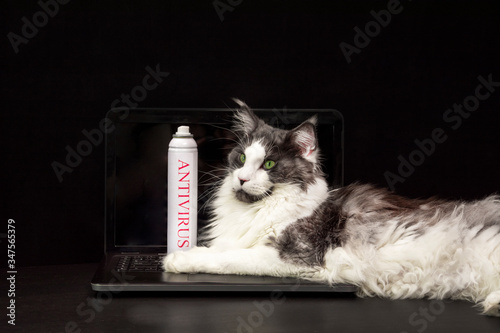 cat Maine Coon is lying on a laptop on a black background, and in his paws holds a spray antivirus. the concept of cybersecurity.
