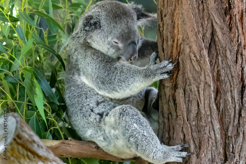 Fototapeta Naklejka Na Ścianę i Meble -  Australischer Koala Bär in einem Eukalyptusbaum in Queensland