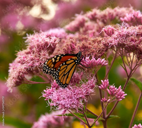 butterfly on flower © MigusVillar