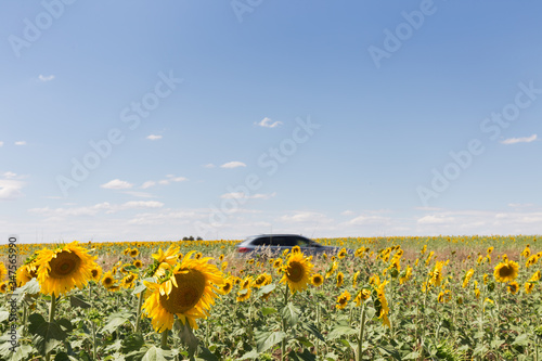 Field of sunflowers with a car crossing