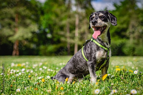 Portrait of a happy havanese dog with open mouth, sticking out a pink tongue, sitting on green grass with yellow dandelions and white daisy flowers. Sunny day in a park, trees and sky in background.