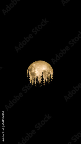 Full moon behind trees