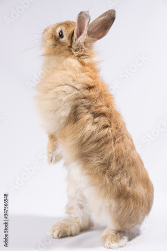 Red fluffy hare on a white background stands on its hind legs