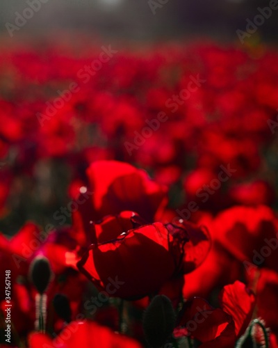 Campo de amapolas enfocadas de cerca, tonos rojos saturados, flores vistas de cerca 